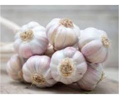 Garlic good for auntie bacteria