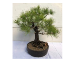 Japanese white pine bonsai tree