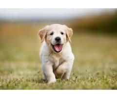 the ultimate guide for dog health