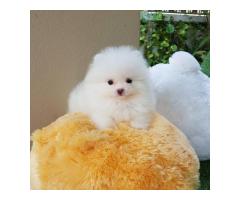 Pomeranian Puppies for sale