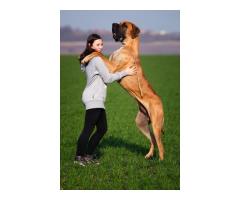 Train your dog 15 mn/jour 
