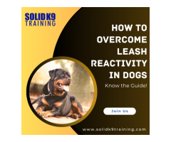 How to Overcome Leash Reactivity in Dogs - Know the Guide!