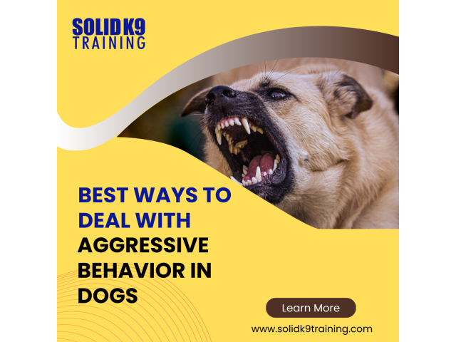 Effective Ways to Deal With Aggressive Behavior in Dogs