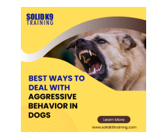 Effective Ways to Deal With Aggressive Behavior in Dogs