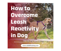 How to Overcome Leash Reactivity in Dog: Step-by-Step Guide