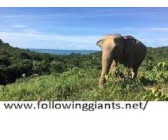 Lanta Elephant Sanctuary