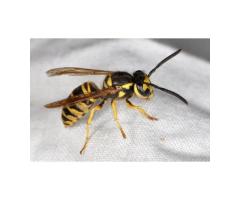 Ensure Wasp Nest Removal Michigan