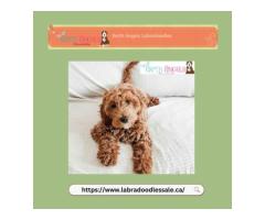 Adorable Labradoodle Puppies Available in British Columbia