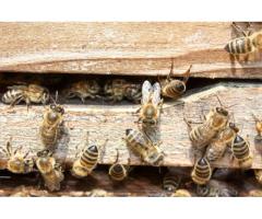 Beecasso Bee Removal Services